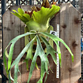 Platycerium willinckii cv Mount Lewis